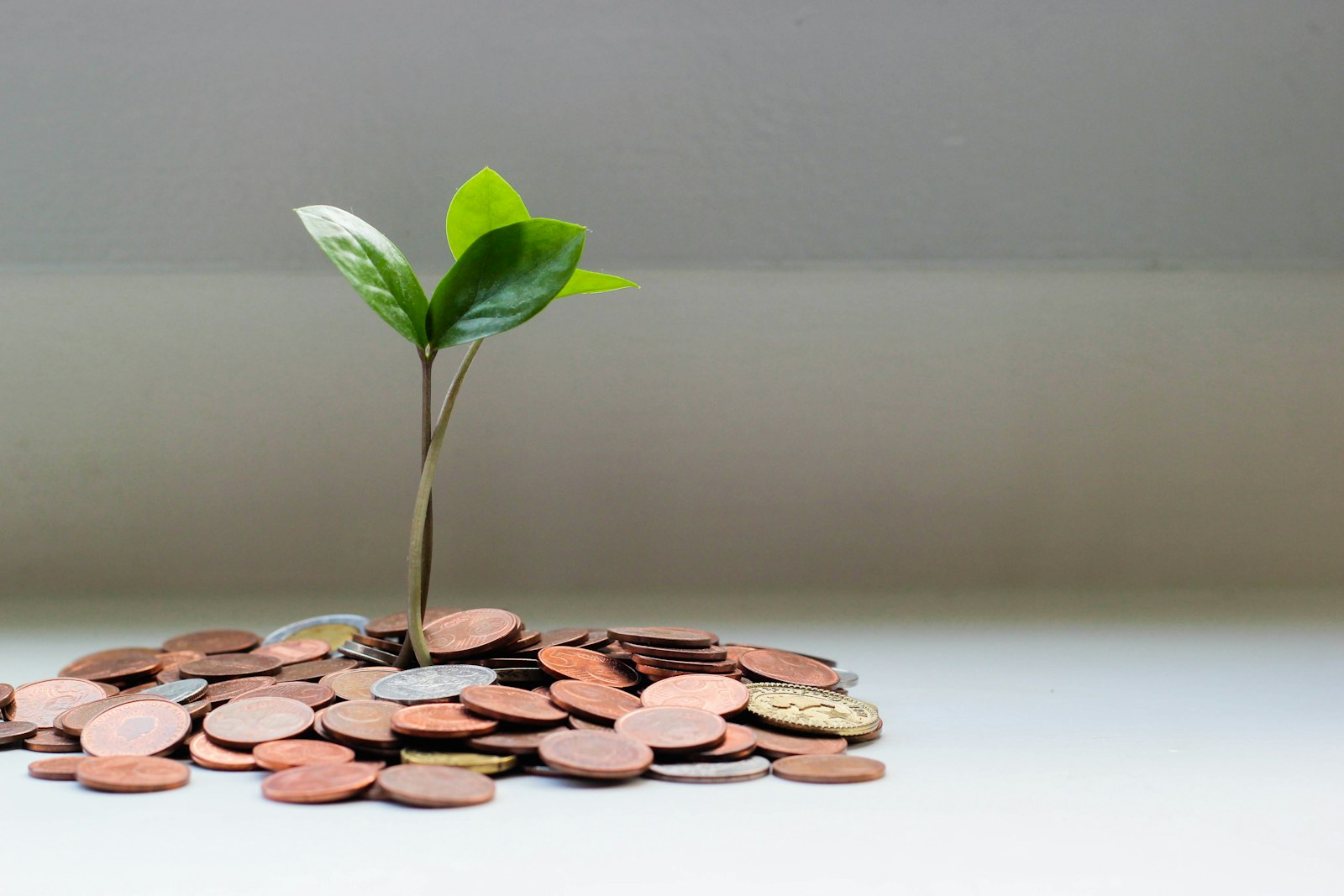 A small plant growing from a stack of coins